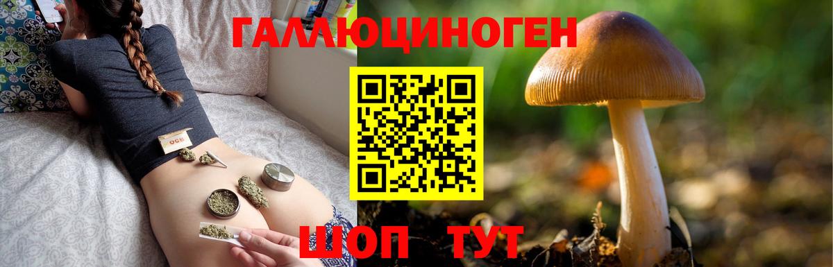 Галлюциногенные грибы Psilocybe Изобильный